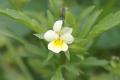 Flora: Field Pansy (Viola arvensis)
